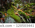長滿青苔的森林和秋葉 120503441