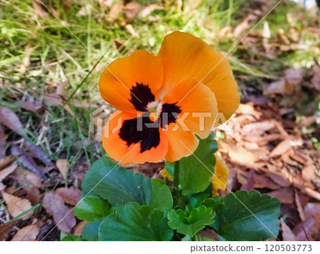Pansy orange flower Pansy orange flower 120503773