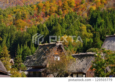 Shirakawa-go Gassho Village, standing on the mountainside covered in autumn leaves 120503779