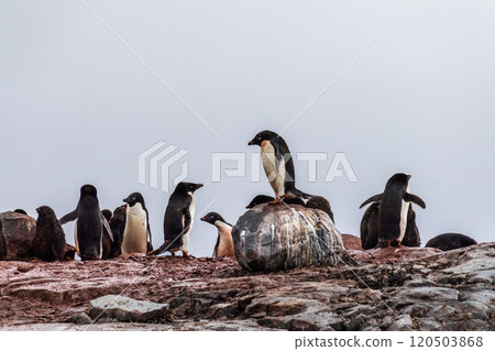 Impression of the Adelie Penguin Colony at the fish islands Impression of the Adelie Penguin Colony at the fish islands 120503868