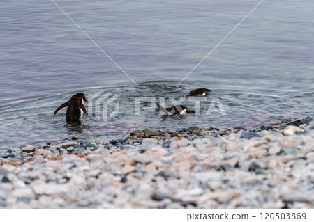Gentoo Penguin colony on Cuverville island 120503869