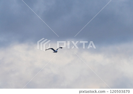 Close-up of a flying kelp gull Close-up of a flying kelp gull 120503870