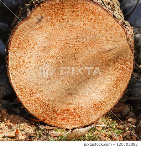Close up of fresh cut tree trunk with drops of resin. High quality photo 120503888