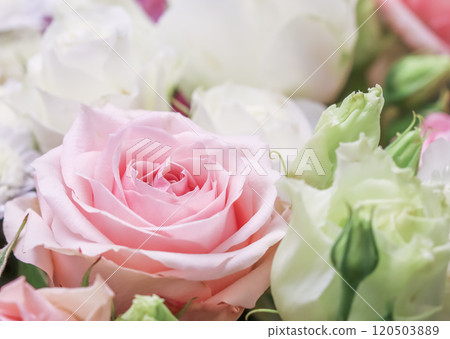 Beautiful pink rose in flower arrangement. Decoration of roses and ornamental plants, selective focus Beautiful pink rose in flower arrangement. Decoration of roses and ornamental plants, selective focus 120503889