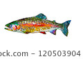 watercolor rainbow trout 120503904