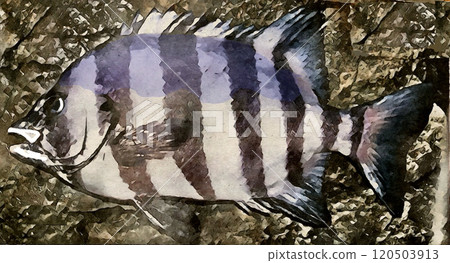 Watercolor painting of a rock bream 120503913