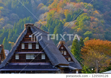 Shirakawa-go Gassho-style houses standing on the mountainside covered in autumn leaves 120504126