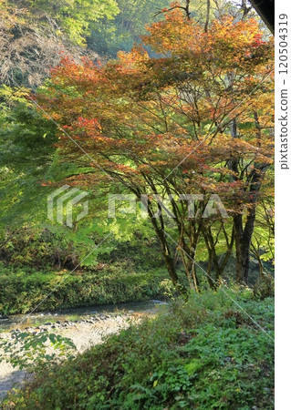 山梨縣源氏村露營地 120504319