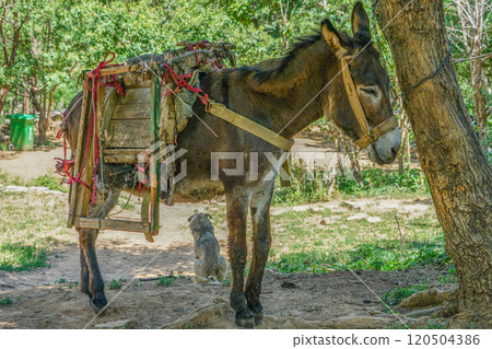 Donkeys in Longdong Scenic Area 120504386