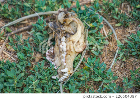 Dog skull at Longdong Scenic Area 120504387
