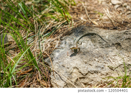 Lizards in Longdong Scenic Area Lizards in Longdong Scenic Area 120504401