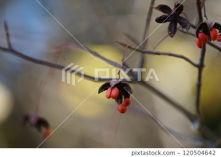 red nut red nut 120504642