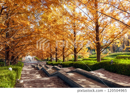 水杉的紅葉【藤川工藝公園】 水杉的紅葉【藤川工藝公園】 120504965