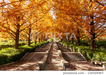Autumn foliage of Metasequoia trees [Fujikawa Craft Park] 120504967