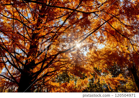 紅葉和水杉樹的逆光【藤川工藝公園】 紅葉和水杉樹的逆光【藤川工藝公園】 120504971