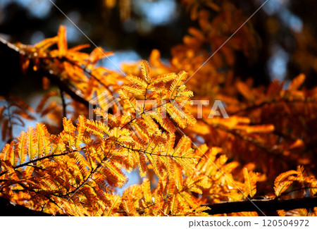 紅葉和水杉樹的逆光【藤川工藝公園】 120504972