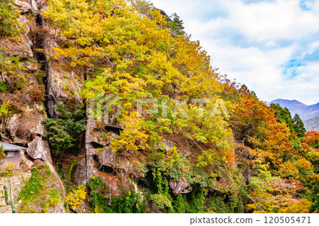 Lush autumn leaves growing on the cliffs of Yamadera 120505471