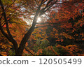 Vivid autumn leaves and rays of light 120505499