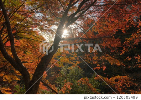 Vivid autumn leaves and rays of light 120505499