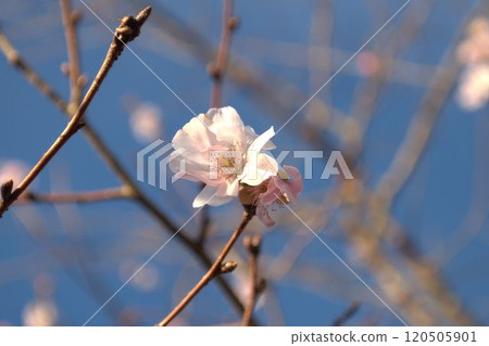 十月櫻花在藍天 十月櫻花在藍天 120505901