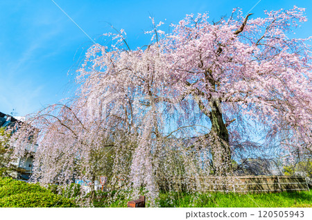 京都祗園丸山公園垂枝櫻花盛開 京都祗園丸山公園垂枝櫻花盛開 120505943