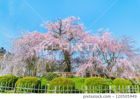 京都祗園丸山公園垂枝櫻花盛開 120505949