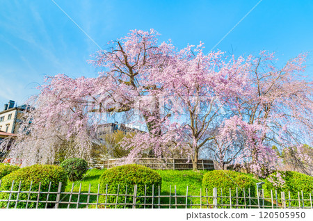 京都祗園丸山公園垂枝櫻花盛開 120505950