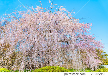 京都祗園丸山公園垂枝櫻花盛開 120505956