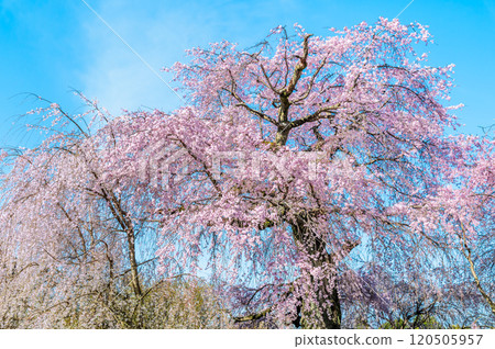 京都祗園丸山公園垂枝櫻花盛開 120505957