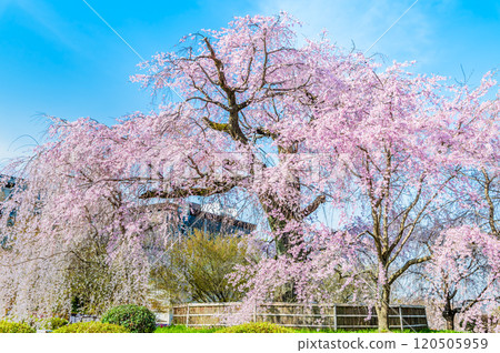 京都祗園丸山公園垂枝櫻花盛開 120505959
