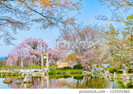 京都丸山公園、祗園垂枝櫻花、葫蘆池盛開 京都丸山公園、祗園垂枝櫻花、葫蘆池盛開 120505960