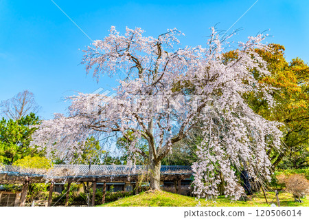 Weeping cherry blossoms in full bloom at Maruyama Park, Kyoto Weeping cherry blossoms in full bloom at Maruyama Park, Kyoto 120506014