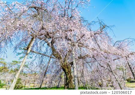 Weeping cherry blossoms in full bloom at Maruyama Park, Kyoto 120506017