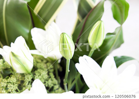 Casablanca Arrangement 120506076