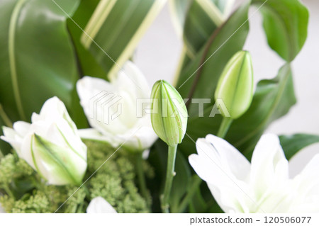 Casablanca Arrangement 120506077