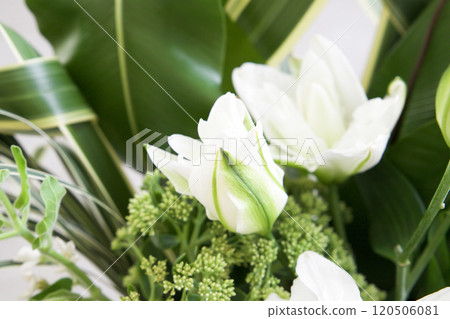 Casablanca Arrangement 120506081