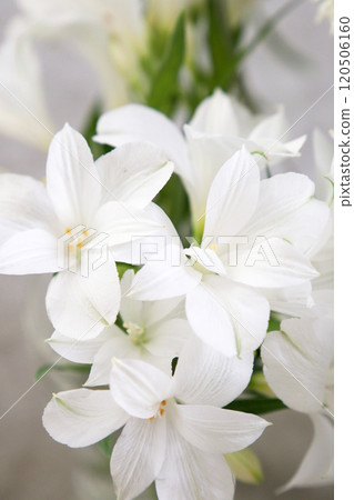 Casablanca Arrangement Casablanca Arrangement 120506160