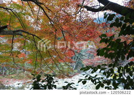 岡山縣:美麗的紅葉勝地奧築井 岡山縣:美麗的紅葉勝地奧築井 120506222