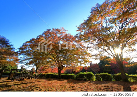 Autumn park with zelkova trees Autumn park with zelkova trees 120506597