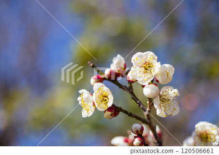 Plum blossoms (White plum blossoms) Plum blossoms (White plum blossoms) 120506661