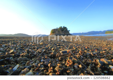 Mont Saint-Michel and fiddler crabs on Oshiba Island 120506662