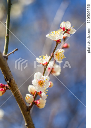 Plum blossoms (White plum blossoms) 120506666