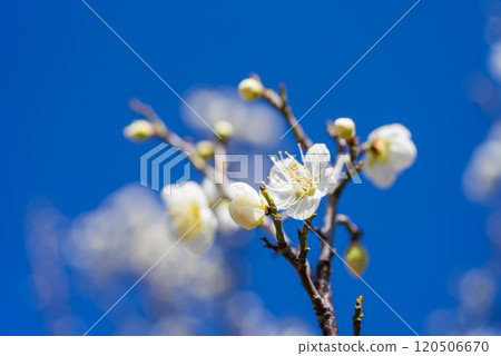 Plum blossoms (White plum blossoms) Plum blossoms (White plum blossoms) 120506670