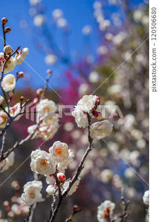 Plum blossoms (White plum blossoms) 120506680