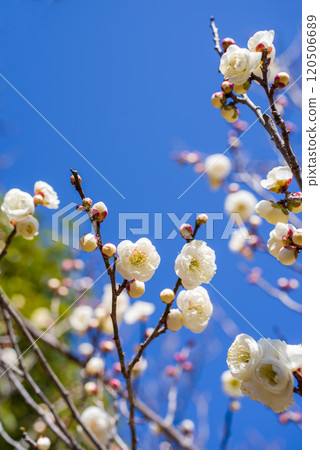 Plum blossoms (White plum blossoms) Plum blossoms (White plum blossoms) 120506689