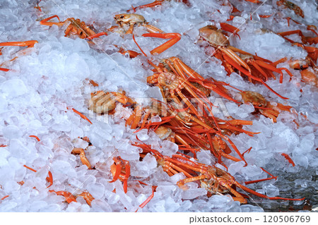 Landed red snow crab 120506769