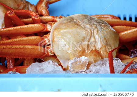 上岸的紅雪蟹 上岸的紅雪蟹 120506770