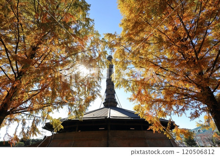 The beautiful autumn foliage of metasequoia trees decorating the Hoffman Kiln The beautiful autumn foliage of metasequoia trees decorating the Hoffman Kiln 120506812