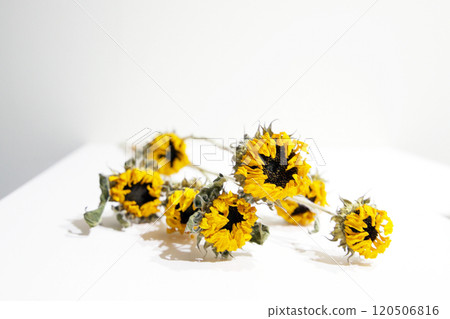 Dried flower  120506816