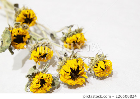 Dried flower  120506824